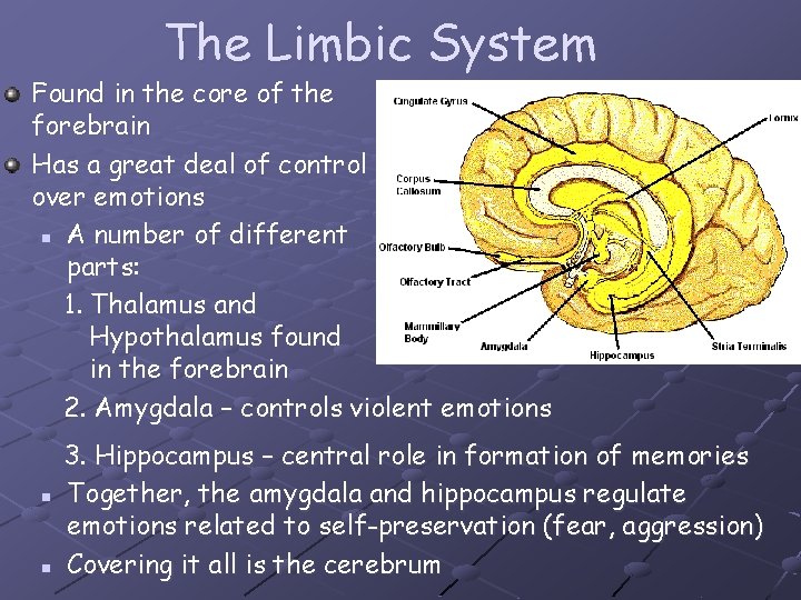 The Limbic System Found in the core of the forebrain Has a great deal