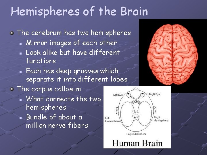 Hemispheres of the Brain The cerebrum has two hemispheres n Mirror images of each