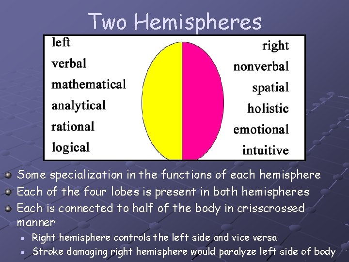 Two Hemispheres Some specialization in the functions of each hemisphere Each of the four