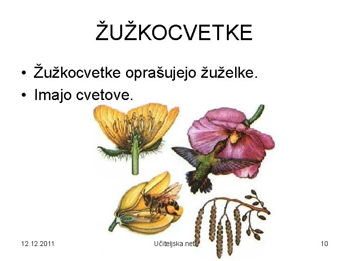 ŽUŽKOCVETKE • Žužkocvetke oprašujejo žuželke. • Imajo cvetove. 12. 2011 Učiteljska. net 10 