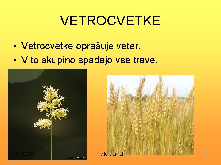 VETROCVETKE • Vetrocvetke oprašuje veter. • V to skupino spadajo vse trave. 12. 2011