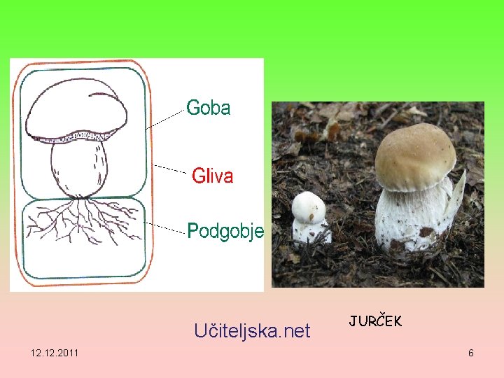 Učiteljska. net 12. 2011 JURČEK 6 