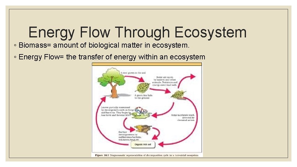 Energy Flow Through Ecosystem ◦ Biomass= amount of biological matter in ecosystem. ◦ Energy