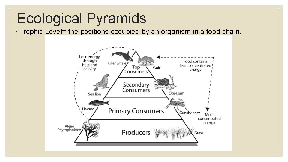 Ecological Pyramids ◦ Trophic Level= the positions occupied by an organism in a food