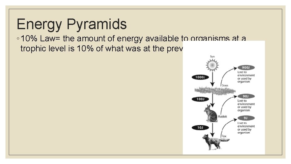 Energy Pyramids ◦ 10% Law= the amount of energy available to organisms at a