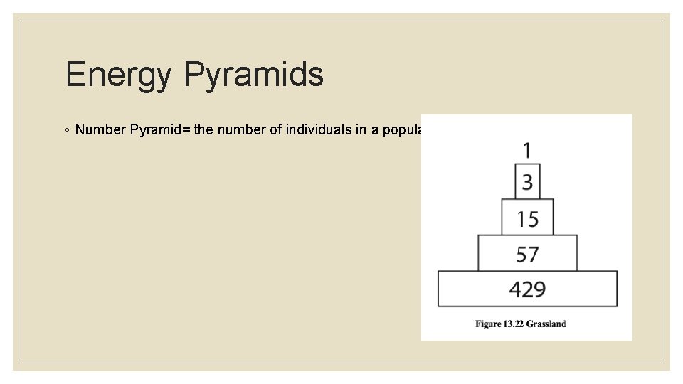 Energy Pyramids ◦ Number Pyramid= the number of individuals in a population. 