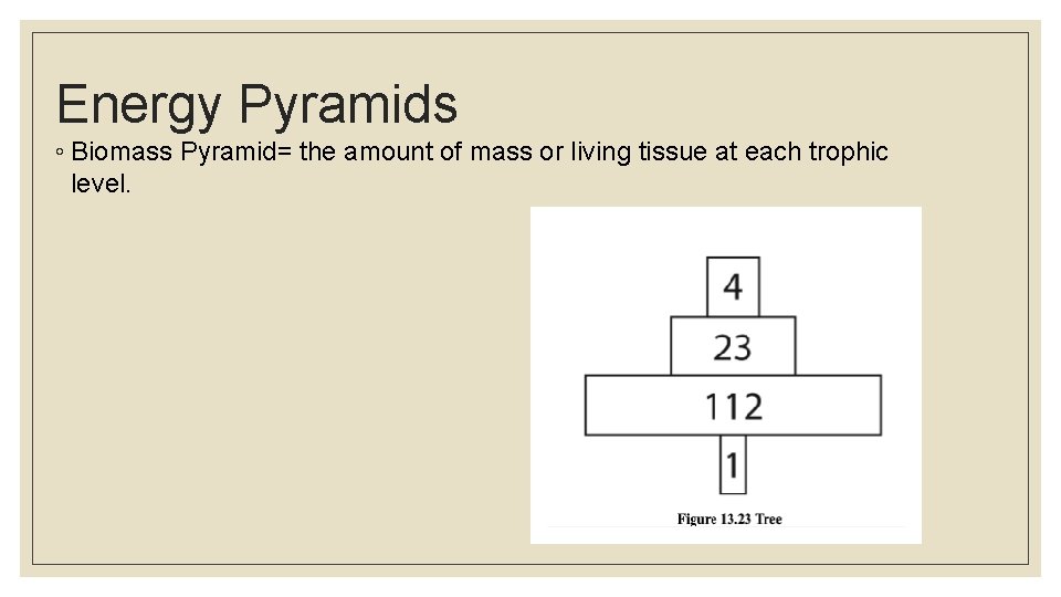 Energy Pyramids ◦ Biomass Pyramid= the amount of mass or living tissue at each