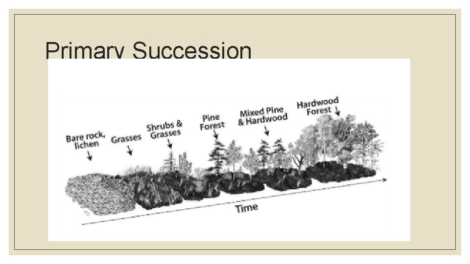 Primary Succession 