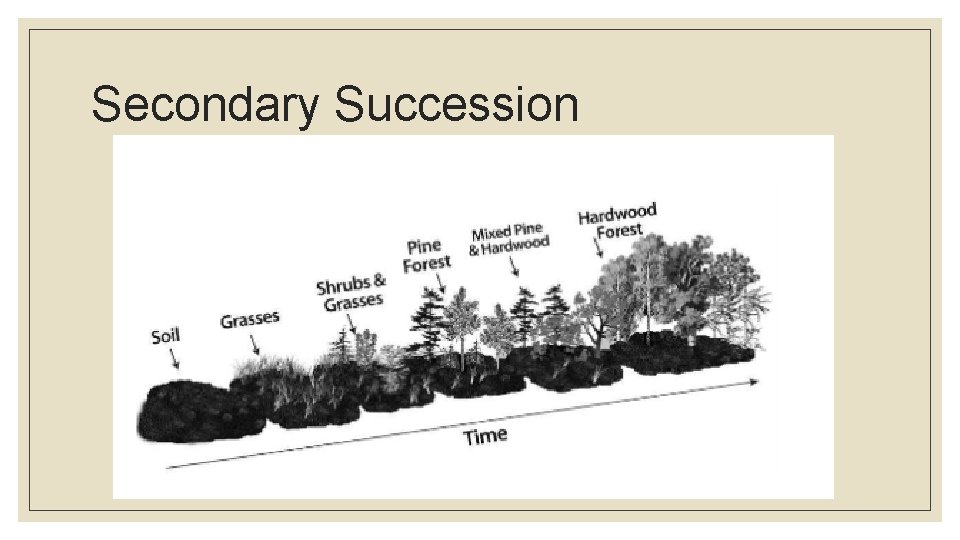 Secondary Succession 