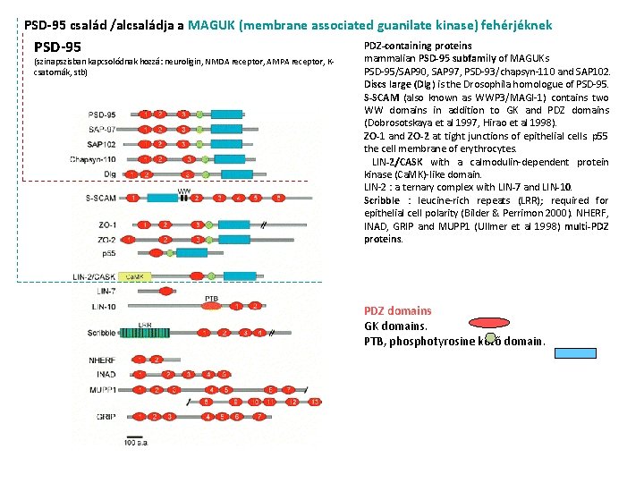 PSD-95 család /alcsaládja a MAGUK (membrane associated guanilate kinase) fehérjéknek PSD-95 (szinapszisban kapcsolódnak hozzá: