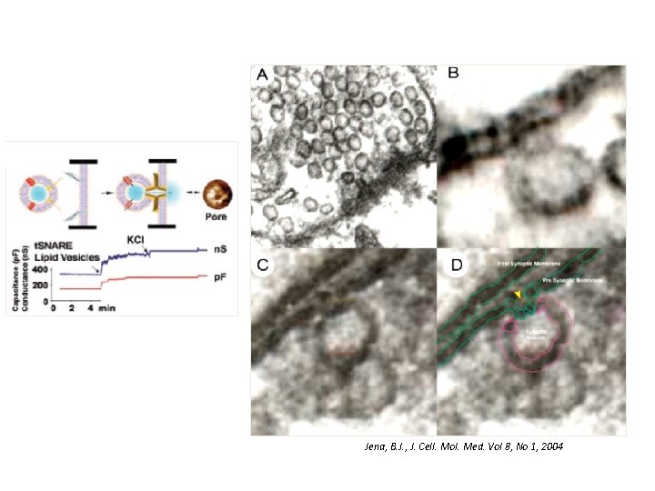 Jena, B. J. , J. Cell. Mol. Med. Vol 8, No 1, 2004 