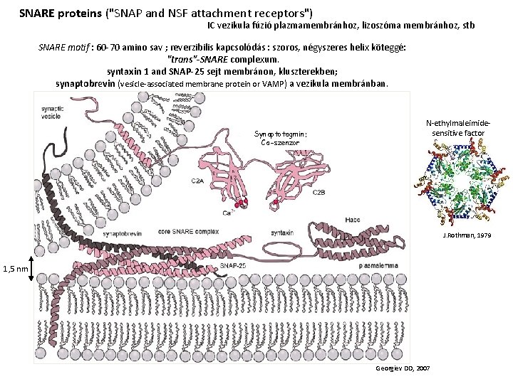 SNARE proteins ("SNAP and NSF attachment receptors") IC vezikula fúzió plazmamembránhoz, lizoszóma membránhoz, stb