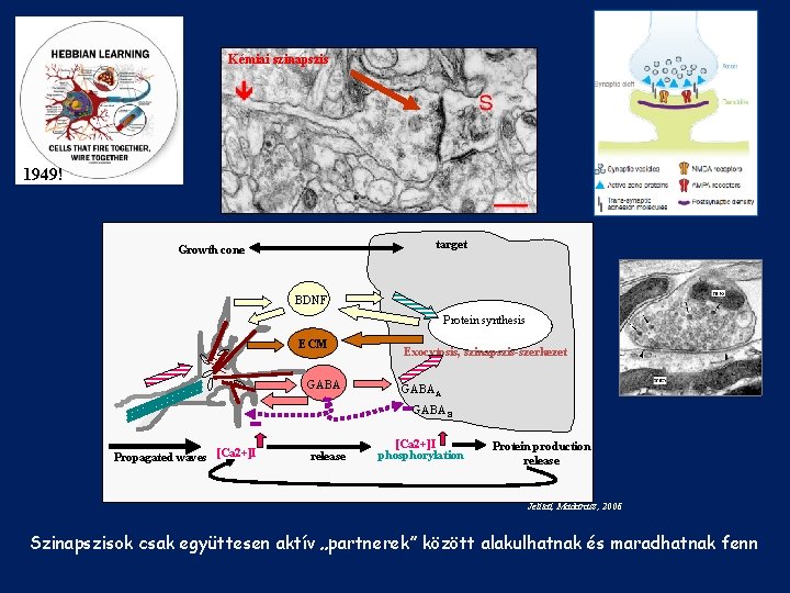 Kémiai szinapszis 1949! target Growth cone BDNF Protein synthesis ECM GABA Exocytosis, szinapszis-szerkezet GABAA