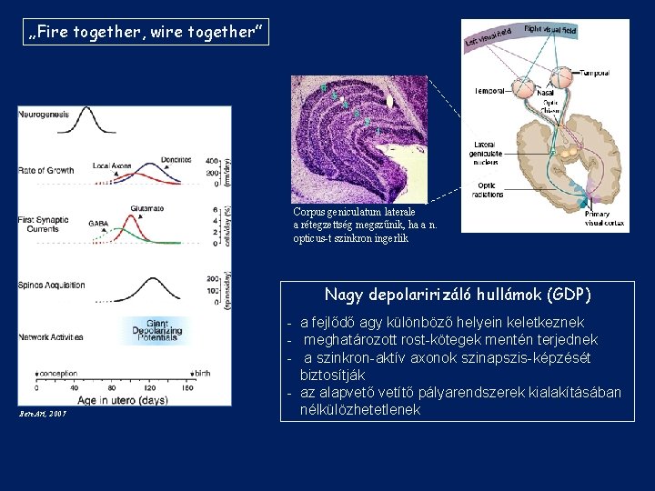 „Fire together, wire together” Corpus geniculatum laterale a rétegzettség megszűnik, ha a n. opticus-t