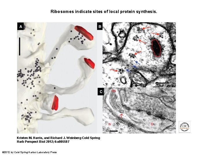 Ribosomes indicate sites of local protein synthesis. Kristen M. Harris, and Richard J. Weinberg