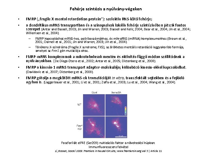 Fehérje szintézis a nyúlvány-végeken • • FMRP („fragile X mental retardation protein”): szelektív RNS-kötő