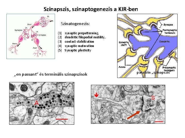 Szinapszis, szinaptogenezis a KIR-ben Szinatogenezis: (1) (2) (3) (4) (5) synaptic prepatterning, dendritic filopodial