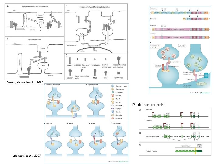 Daniels, Neurochem Int. 2012 Protocadherinek Matthew et al. , 2007 