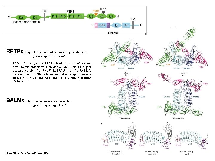 RPTPs : type-II receptor protein tyrosine phosphatases „presynaptic organizers” ECDs of the type-IIa RPTPs