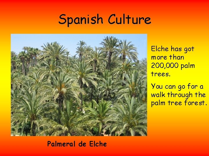 Spanish Culture Elche has got more than 200, 000 palm trees. You can go