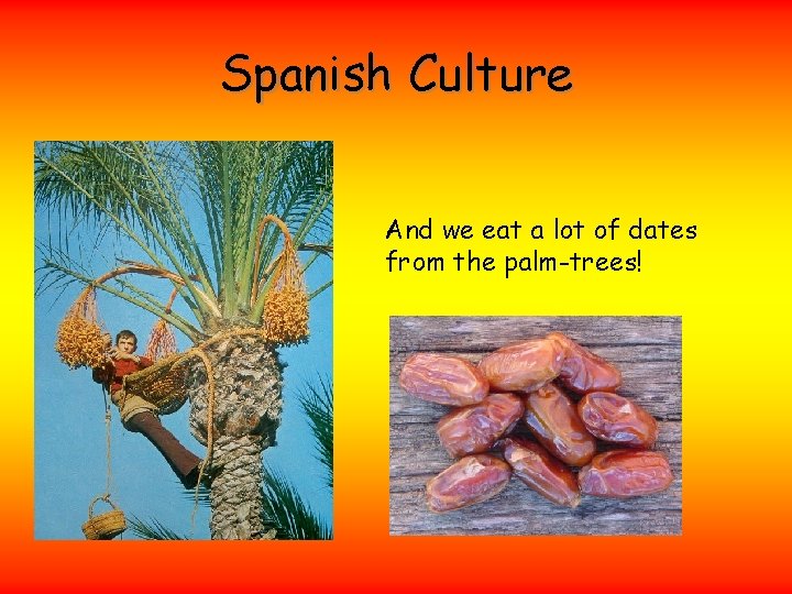 Spanish Culture And we eat a lot of dates from the palm-trees! 