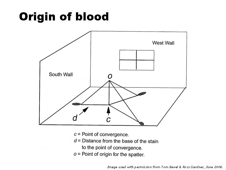 Origin of blood Image used with permission from Tom Bevel & Ross Gardner, June