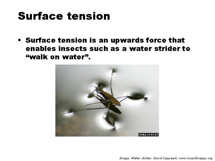 Surface tension • Surface tension is an upwards force that enables insects such as