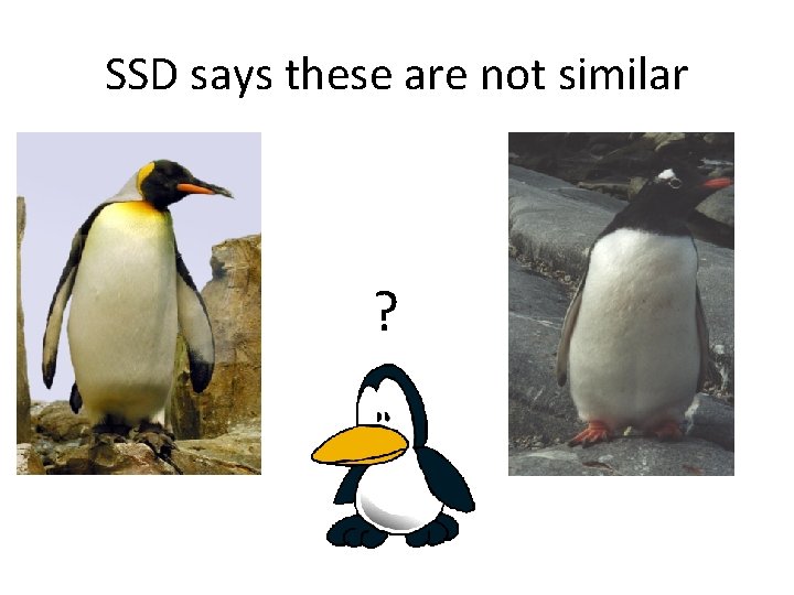 SSD says these are not similar ? 