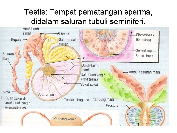 Testis: Tempat pematangan sperma, didalam saluran tubuli seminiferi. 