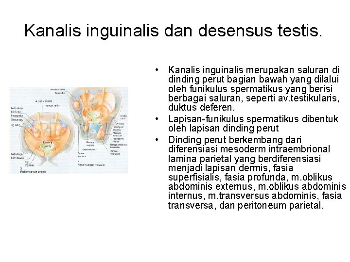 Kanalis inguinalis dan desensus testis. • Kanalis inguinalis merupakan saluran di dinding perut bagian