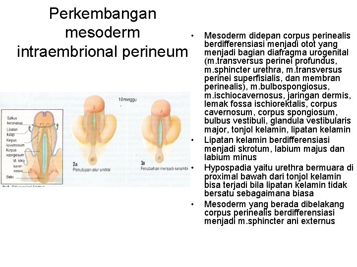 Perkembangan mesoderm • intraembrional perineum • • • Mesoderm didepan corpus perinealis berdifferensiasi menjadi