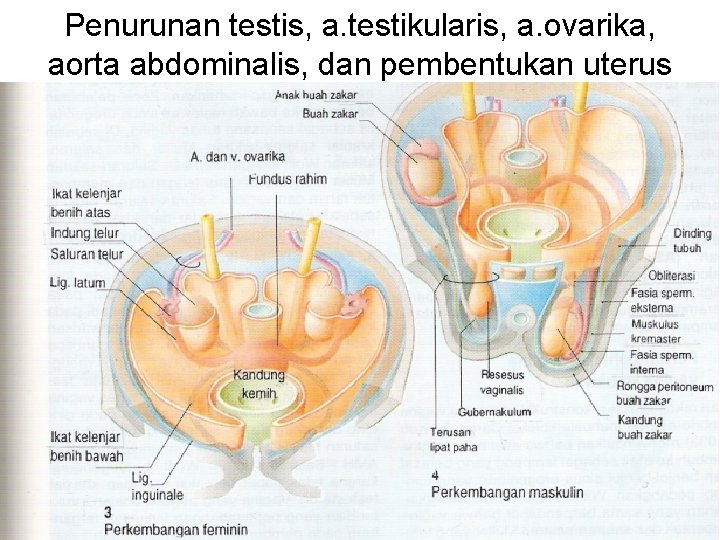 Penurunan testis, a. testikularis, a. ovarika, aorta abdominalis, dan pembentukan uterus 