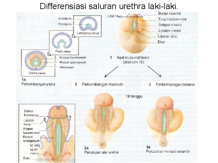 Differensiasi saluran urethra laki-laki. 