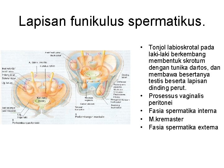 Lapisan funikulus spermatikus. • Tonjol labioskrotal pada laki-laki berkembang membentuk skrotum dengan tunika dartos,