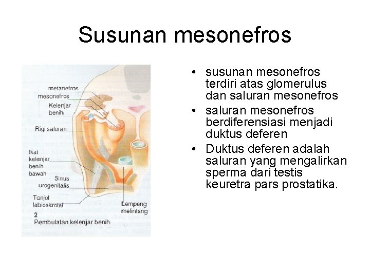 Susunan mesonefros • susunan mesonefros terdiri atas glomerulus dan saluran mesonefros • saluran mesonefros