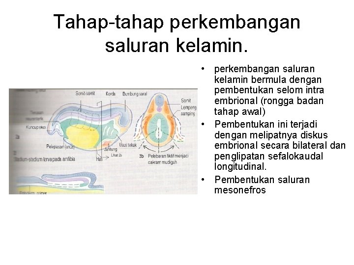 Tahap-tahap perkembangan saluran kelamin. • perkembangan saluran kelamin bermula dengan pembentukan selom intra embrional