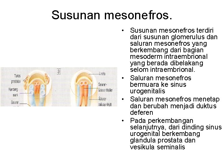 Susunan mesonefros. • Susunan mesonefros terdiri dari susunan glomerulus dan saluran mesonefros yang berkembang