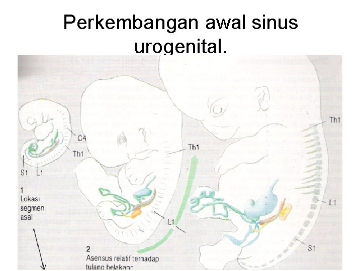 Perkembangan awal sinus urogenital. 