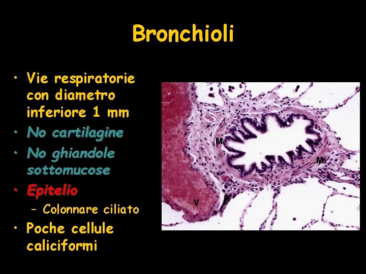 Bronchioli • Vie respiratorie con diametro inferiore 1 mm • No cartilagine • No