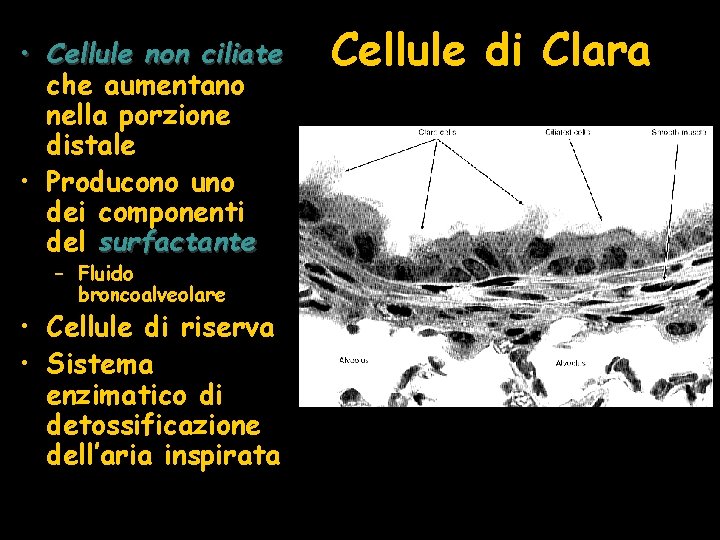  • Cellule non ciliate che aumentano nella porzione distale • Producono uno dei