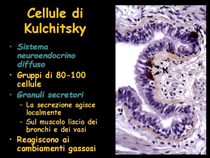 Cellule di Kulchitsky • Sistema neuroendocrino diffuso • Gruppi di 80 -100 cellule •