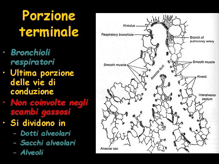 Porzione terminale • Bronchioli respiratori • Ultima porzione delle vie di conduzione • Non