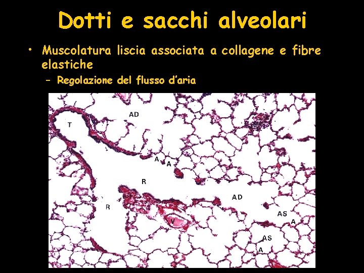 Dotti e sacchi alveolari • Muscolatura liscia associata a collagene e fibre elastiche –