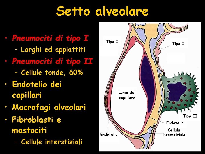 Setto alveolare • Pneumociti di tipo I – Larghi ed appiattiti Tipo I •