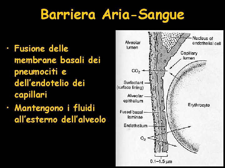 Barriera Aria-Sangue • Fusione delle membrane basali dei pneumociti e dell’endotelio dei capillari •
