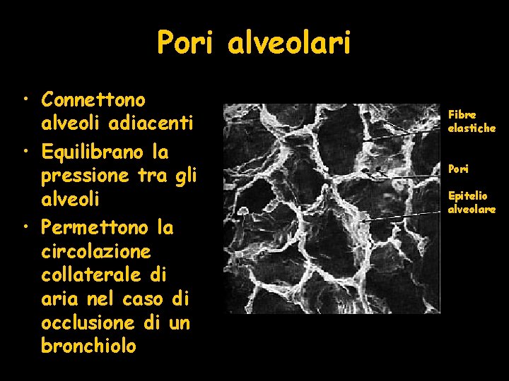Pori alveolari • Connettono alveoli adiacenti • Equilibrano la pressione tra gli alveoli •