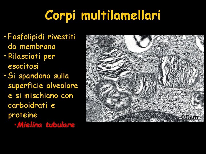 Corpi multilamellari • Fosfolipidi rivestiti da membrana • Rilasciati per esocitosi • Si spandono