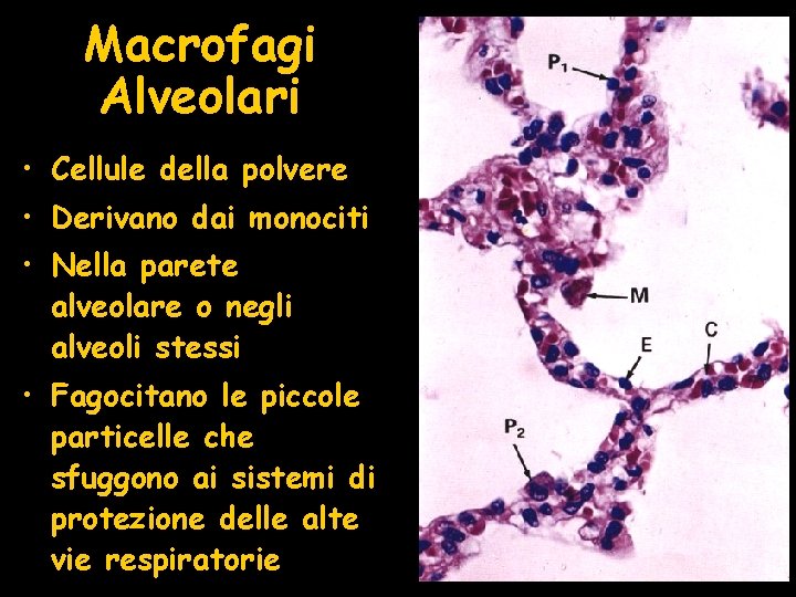 Macrofagi Alveolari • Cellule della polvere • Derivano dai monociti • Nella parete alveolare