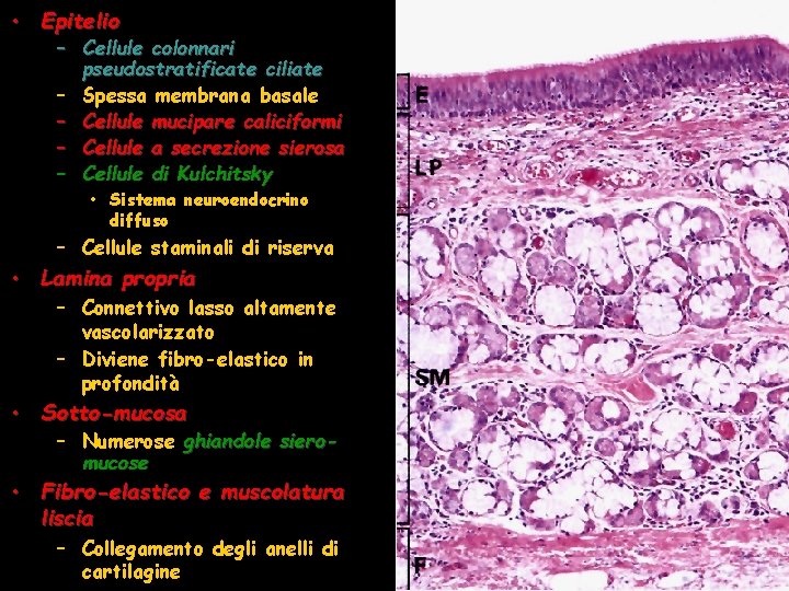 • Epitelio – Cellule colonnari pseudostratificate ciliate – Spessa membrana basale – Cellule