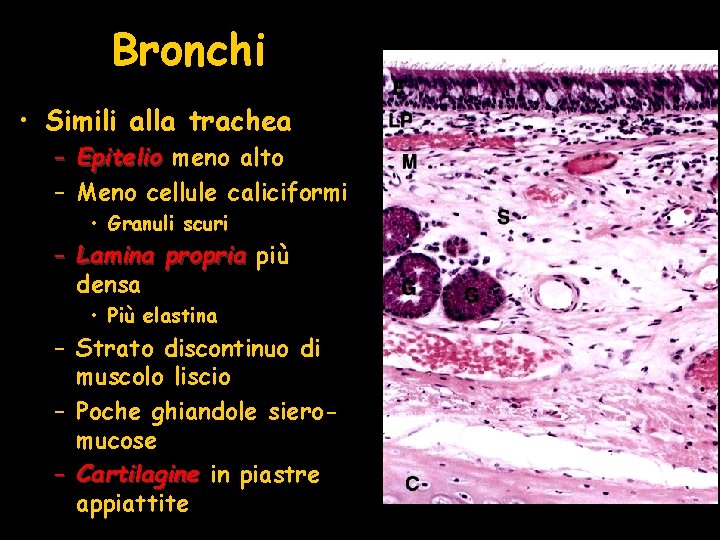 Bronchi • Simili alla trachea – Epitelio meno alto – Meno cellule caliciformi •